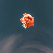 超美花卉艺术摄影图片大全