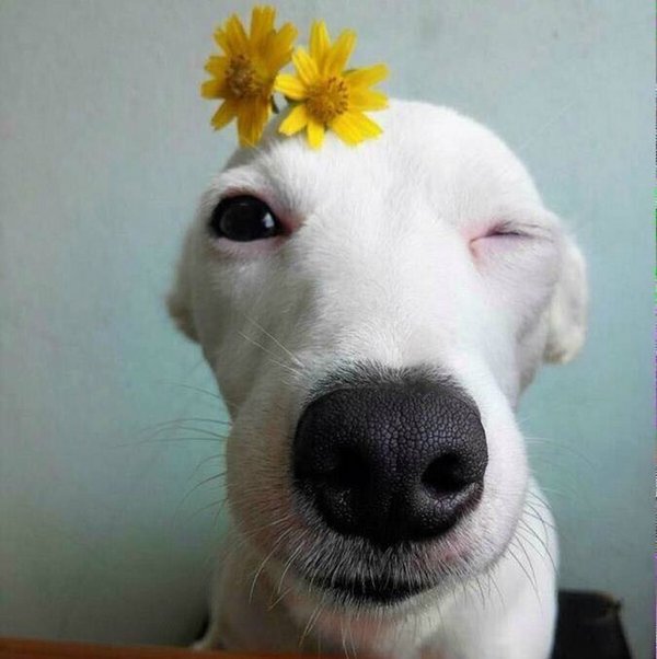 头带花逗逼小狗搞笑图片