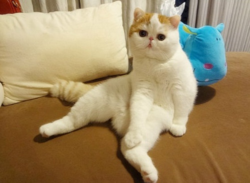 加菲猫红小胖可爱小猫咪萌照