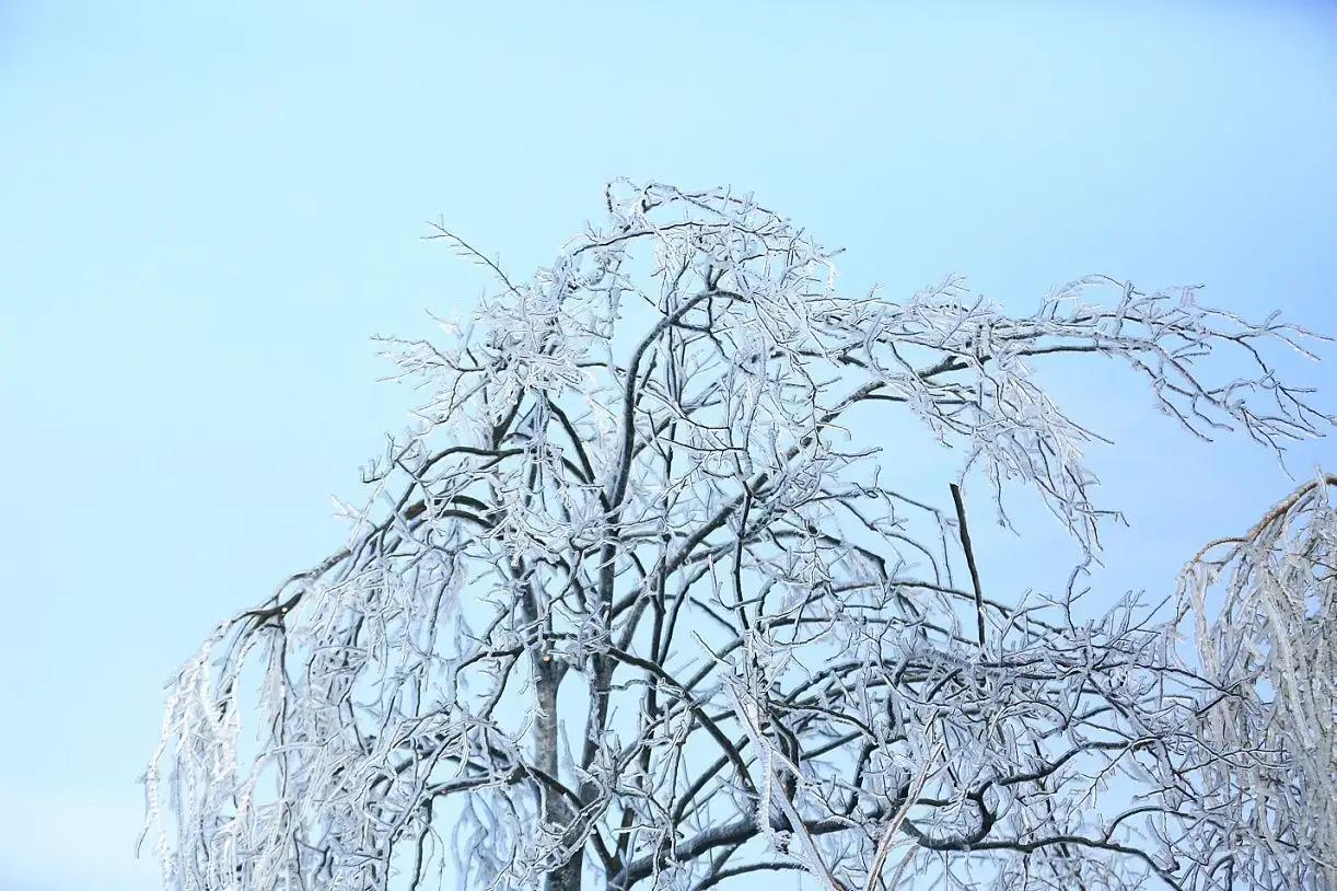 树上冰霜图片真实大全 9张冰霜树图片最新素材大图