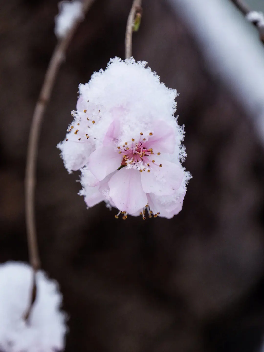 好看的冬日花卉图片欣赏大全 冬季花卉植物真实
