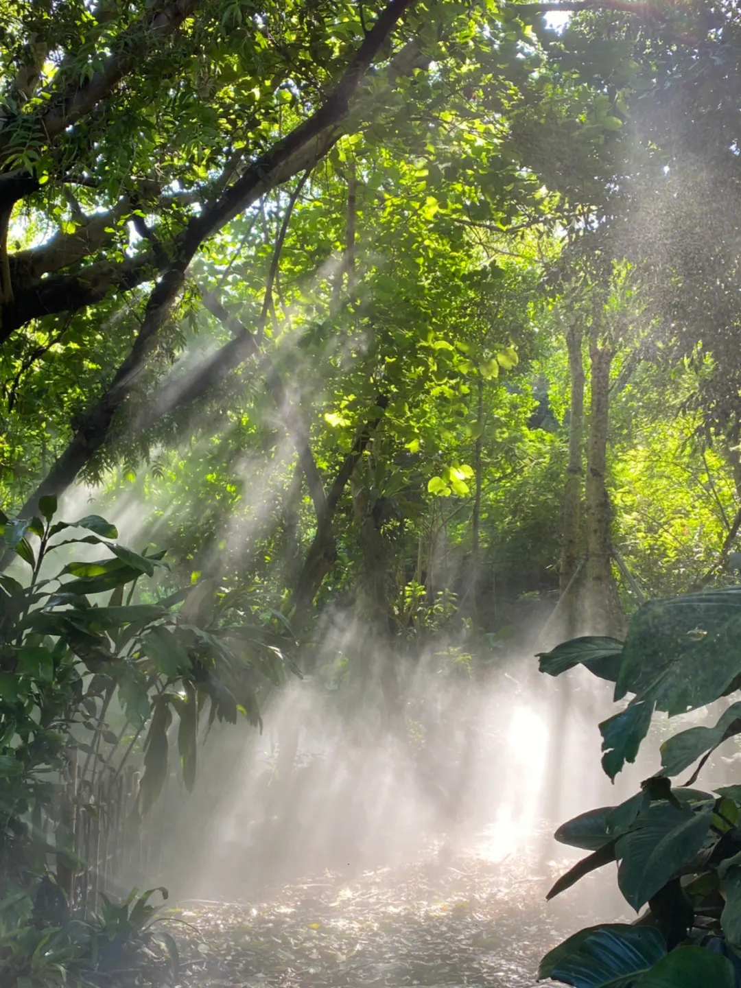 厦门植物园雨林世界图片6张 厦门植物园热带雨林区照片