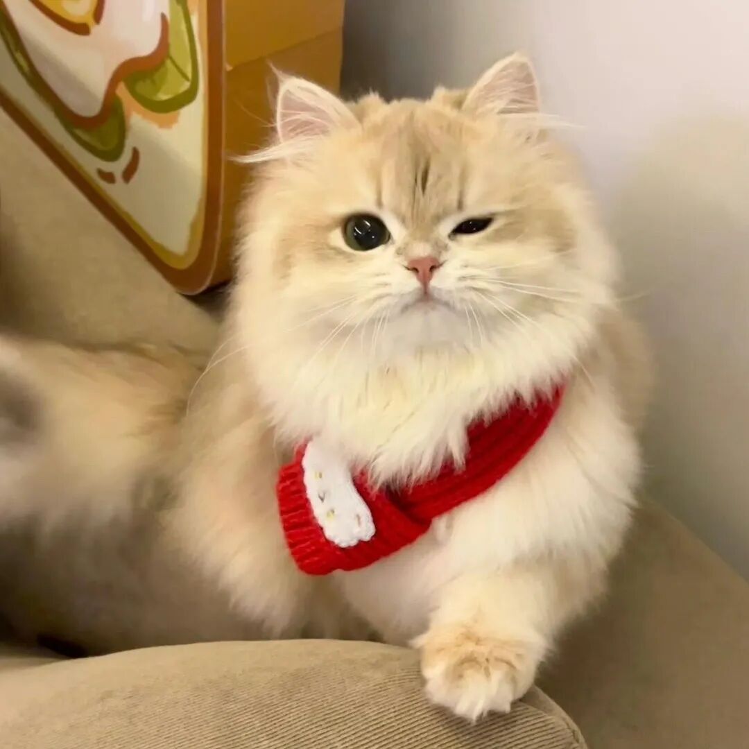 可爱小猫头像图片大全 超级可爱的小猫头像图片