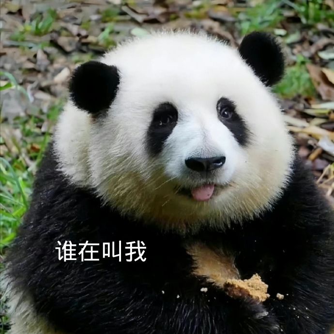 大熊猫和花超可爱表情包图片|花花超萌表情包来啦