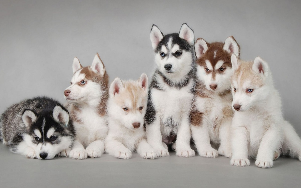 高清可爱的一排狗狗平板壁纸图片最新款2023