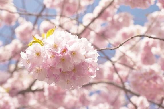 四月樱花天的图片 四月樱花图片大全唯美