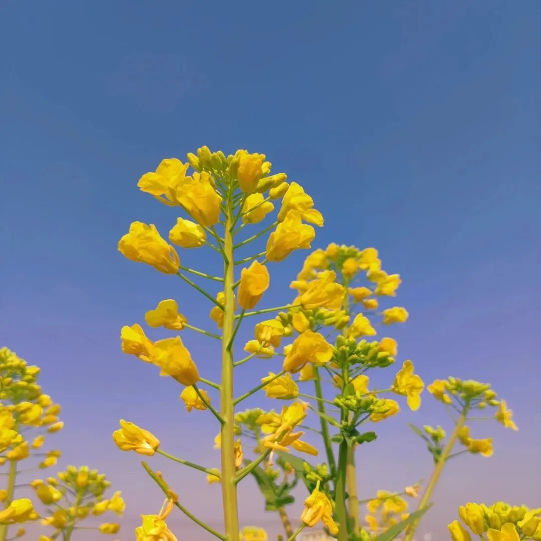 明亮清新的黄色鲜花背景图片四月精选