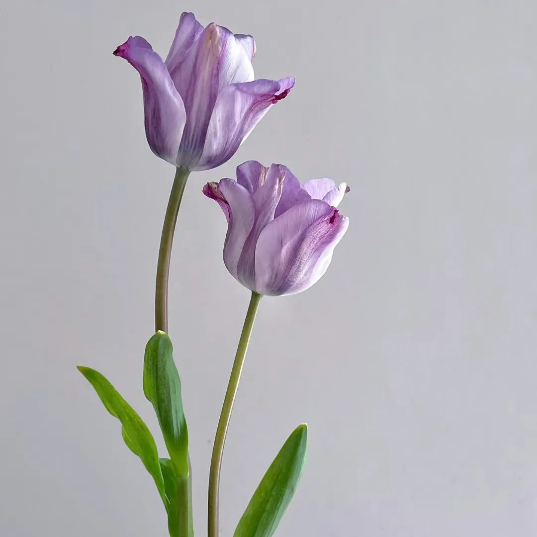 春季唯美背景图片2024新款紫色郁金香版