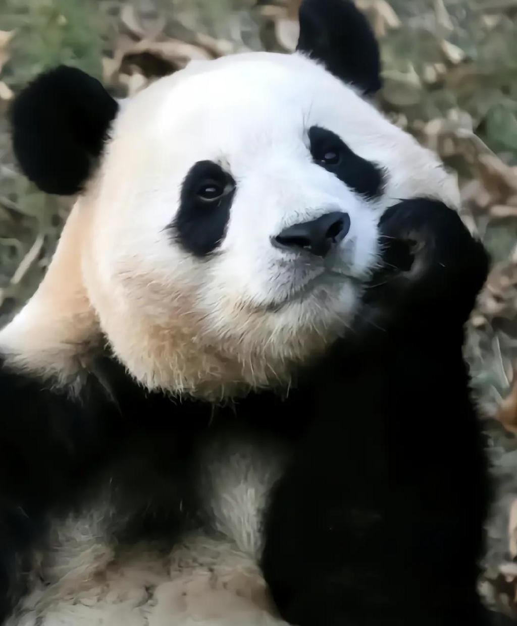 最近很火的大熊猫福宝头像图片可爱来袭