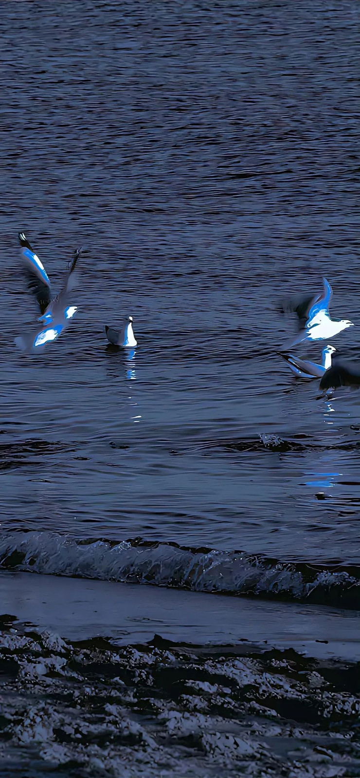 最近超火的个性潮图手机壁纸图片自由飞翔的海鸥