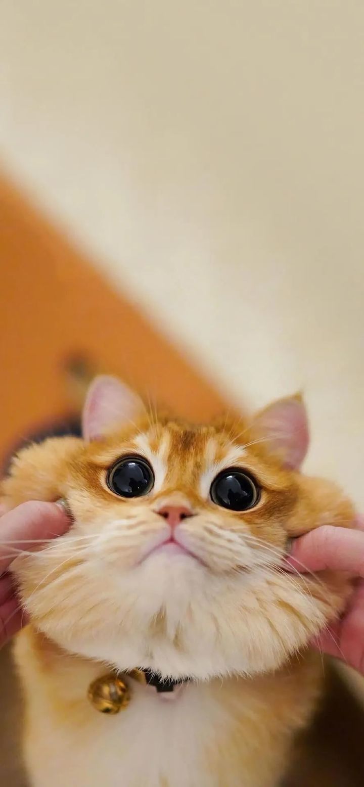 小动物手机背景壁纸图片|好乖好可爱的猫咪小羊