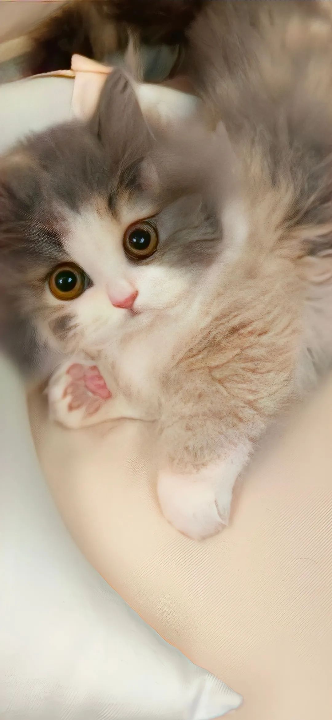 宠物壁纸推荐—可爱超萌的猫咪壁纸图片