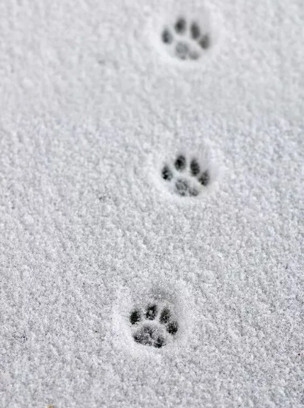 小猫雪地脚印图片可爱大全 雪地里的小猫图片全集