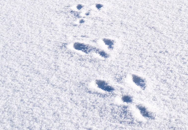兔子雪地脚印图片大全 冬天小兔子过冬的图片