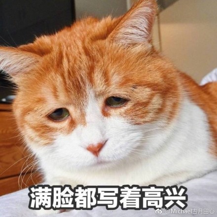 桑心小橘猫微信表情包图片