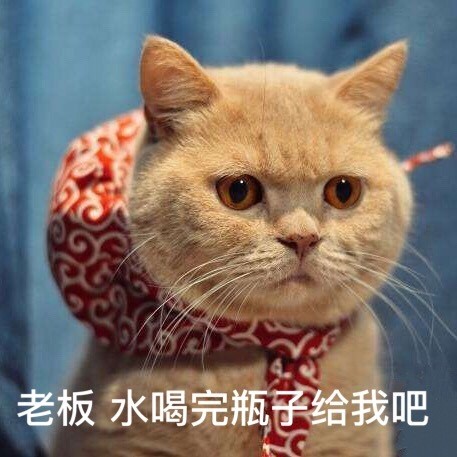 咖喱橘猫表情包图片