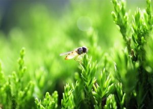 <b>绿丛中可爱的小蜜蜂</b>