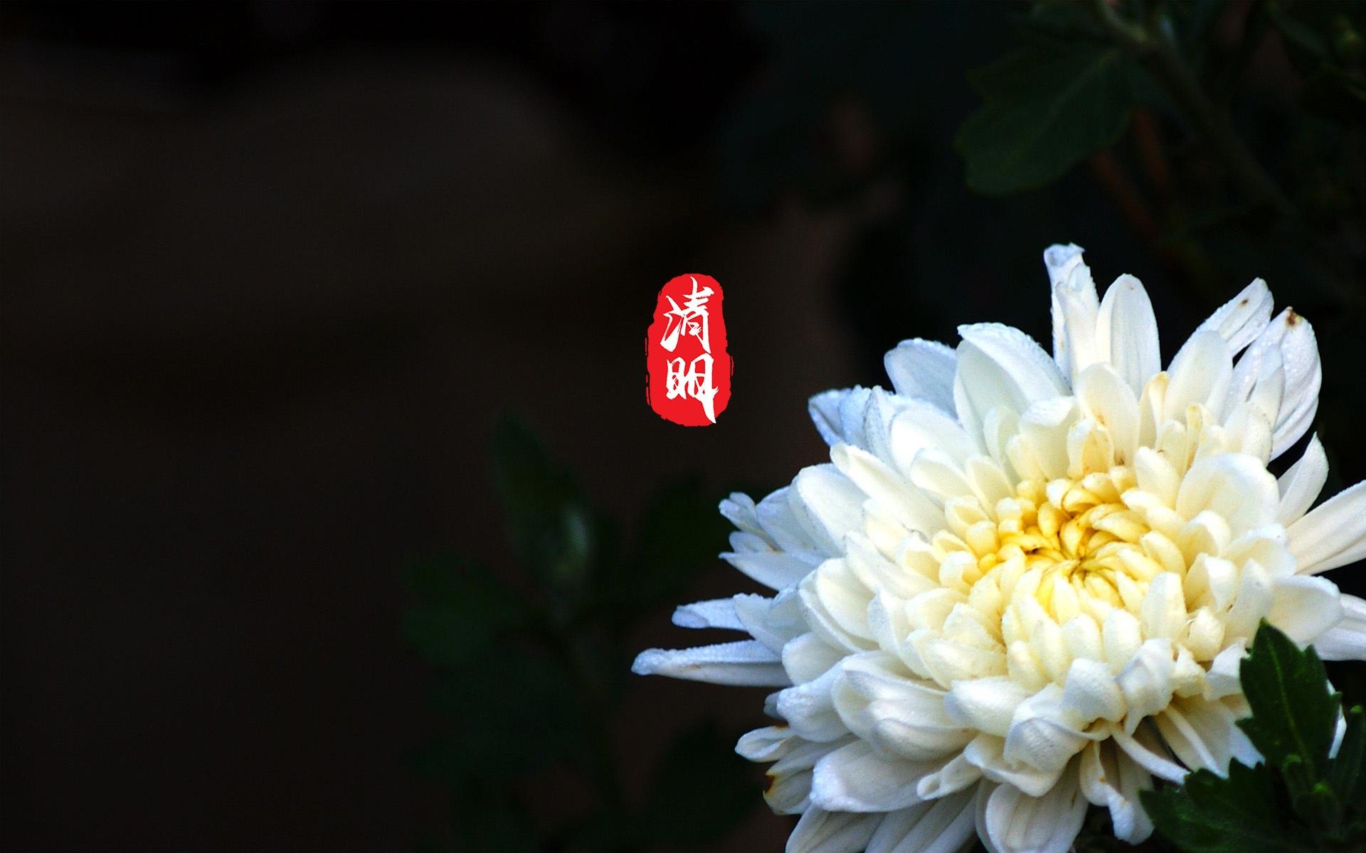 清明节唯美花卉图片桌面壁纸