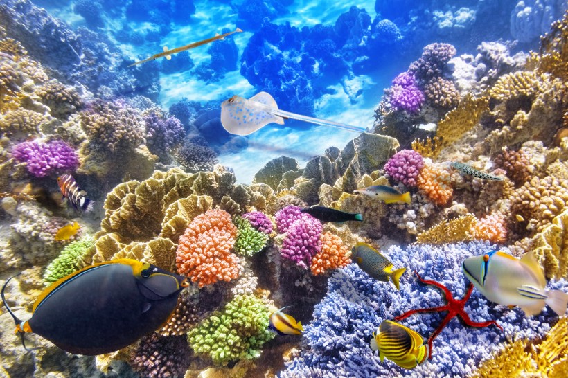 海底如梦如幻的美丽珊瑚图片