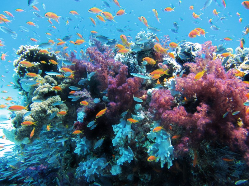 五颜六色的珊瑚图片