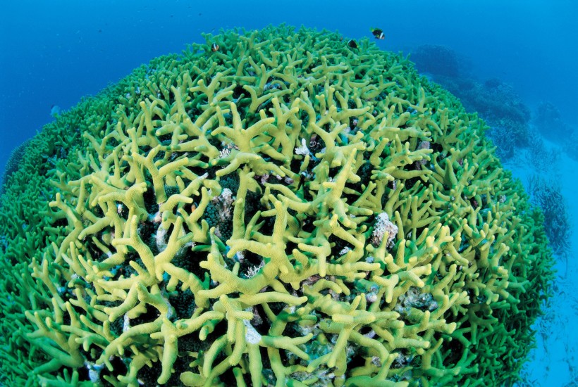 海底海藻图片