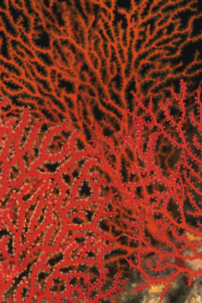 海底海藻图片