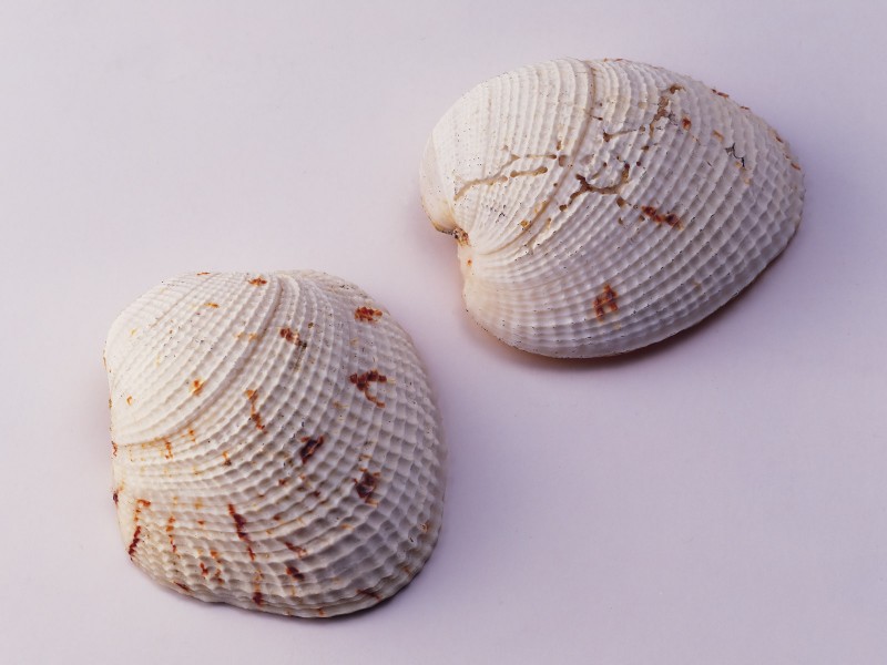 贝壳海螺图片