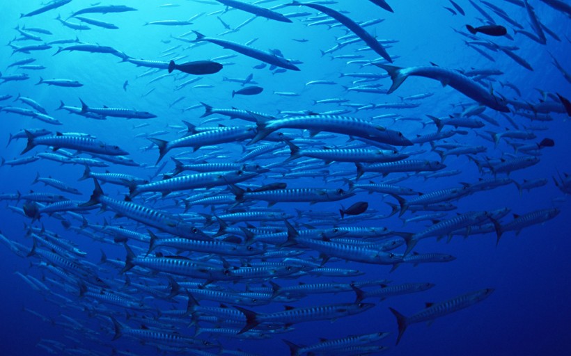 海底遨游的唯美鱼群高清壁纸图片