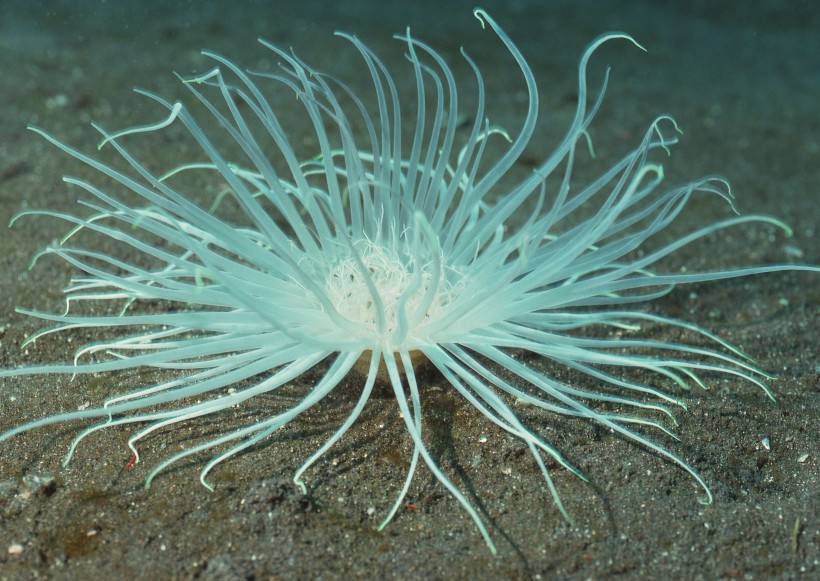 奇幻的海底生物图片