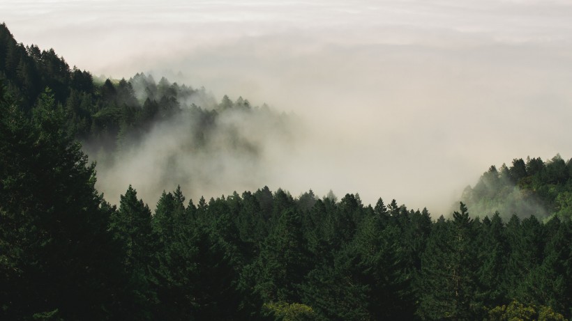 地球之肺绿色森林自然风景图片