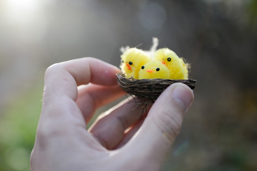 可爱的玩具小鸟的巢