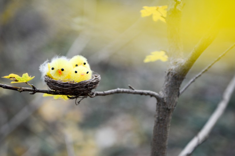 可爱的玩具小鸟的巢