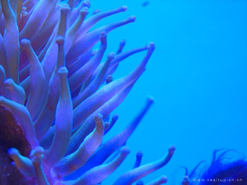 五彩斑斓好看唯美的水下海葵高清壁纸图片