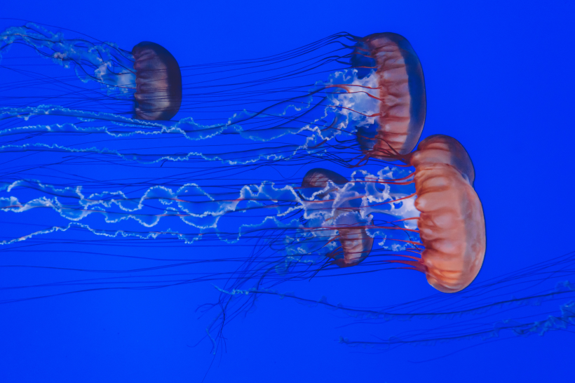 海洋中四处游荡的水母图片