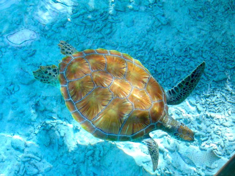 海中畅游的海龟图片