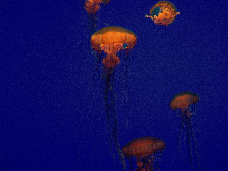 海洋中四处游荡的水母图片