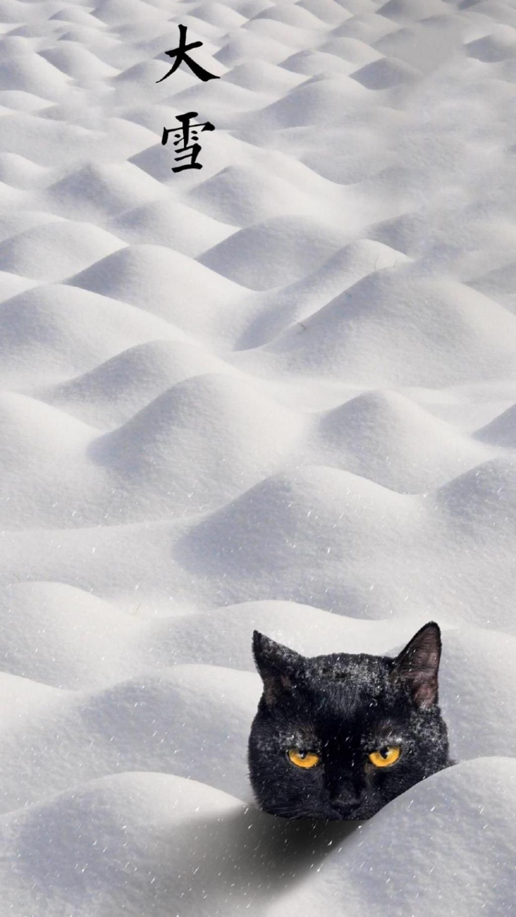 二十四节气大雪精选雪地里的黑猫图片