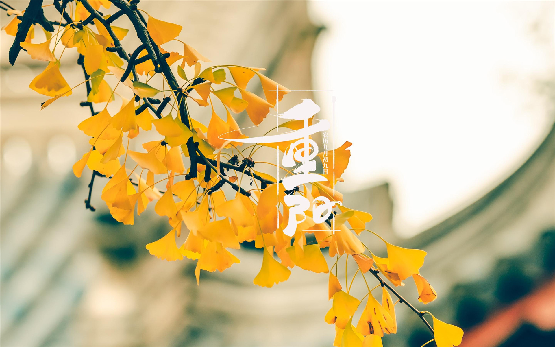 枝头泛黄的秋日银杏九九重阳高清桌面壁纸图片