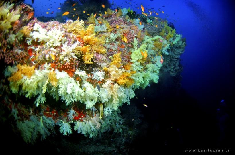 珊瑚图片-漂亮的美丽海底珊瑚图片大全