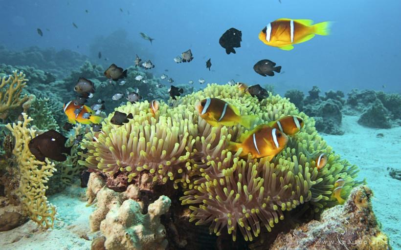 海底美丽珊瑚图片