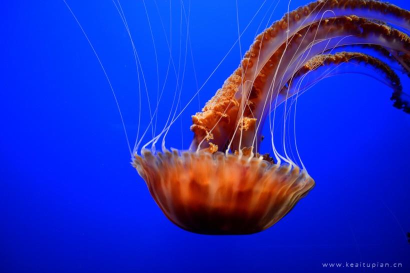 海底生物水母群唯美图片高清壁纸大全