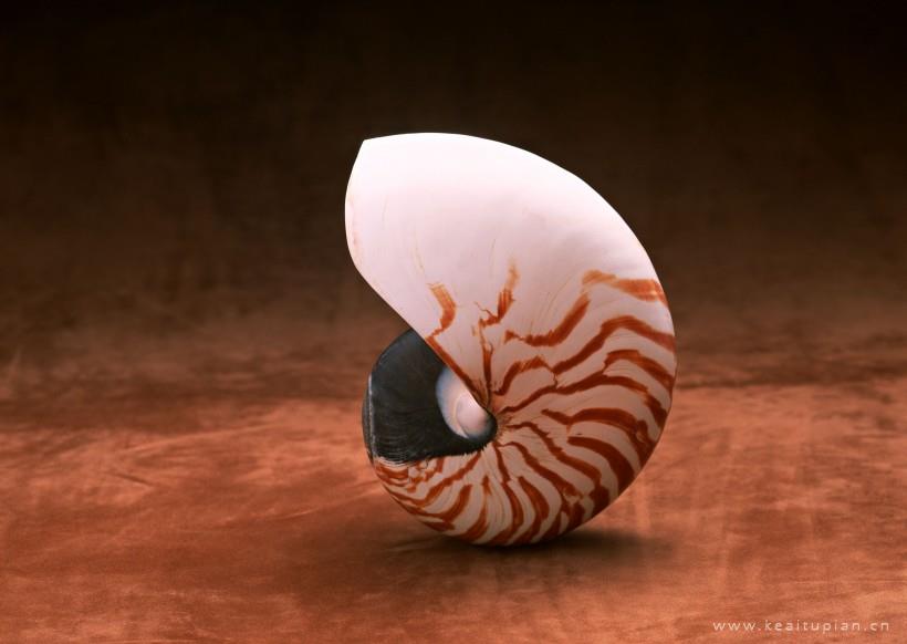 海星贝壳图片-漂亮的海星贝壳图片大全