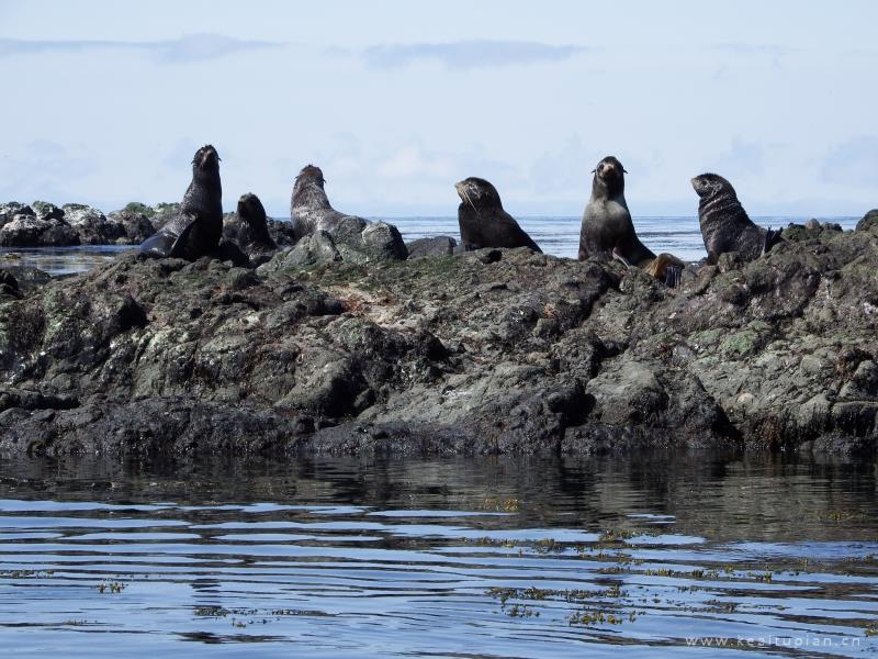 海狮图片-好看一群慵懒的海狮图片大全