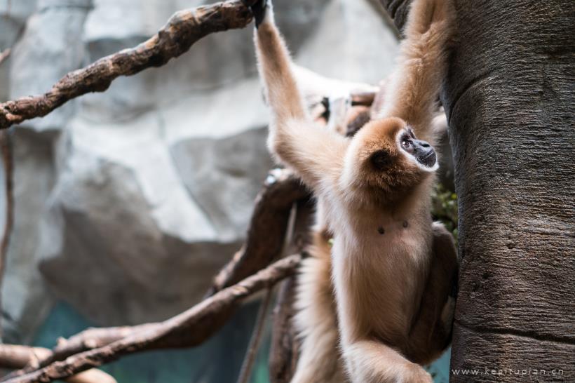 动物园里笨拙可爱的长臂猿图片