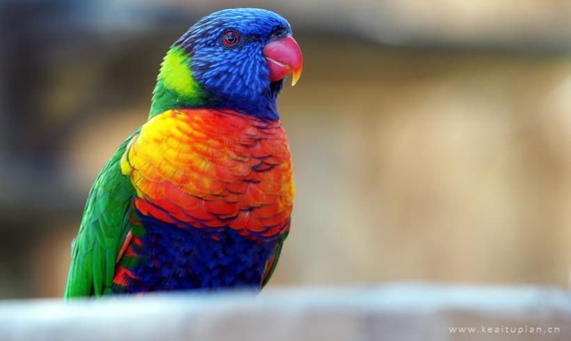 彩虹鹦鹉图片-机灵艳丽的彩虹鹦鹉高清动物图片大全