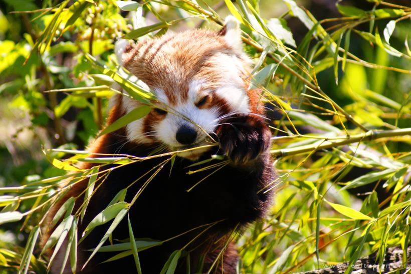 小熊猫图片-漂亮的正在吃竹叶的小熊猫图片大全