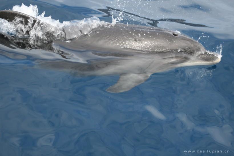 活泼可爱的海豚图片 