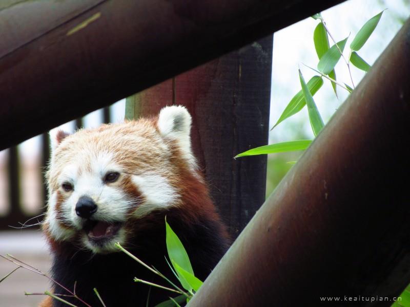 小熊猫图片-活泼可爱的小熊猫动物图片大全