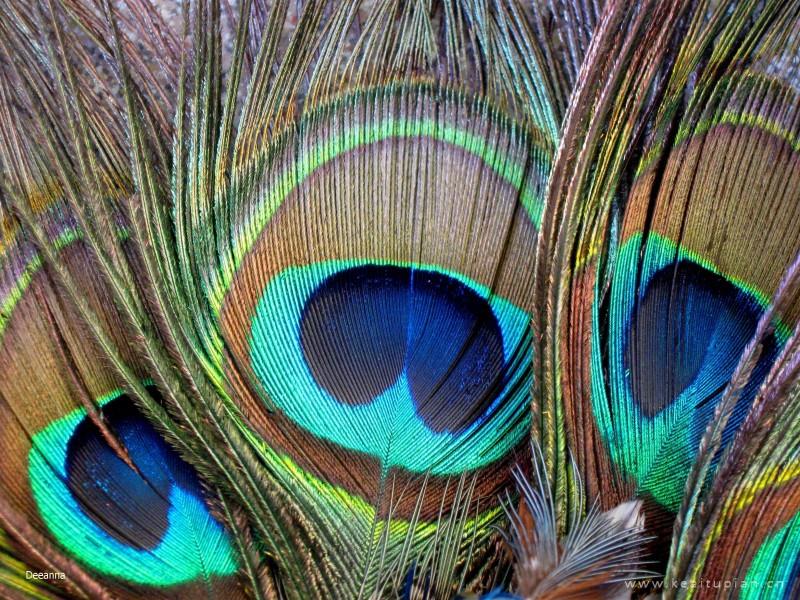 光鲜亮丽的孔雀羽毛唯美近照细节图片大全