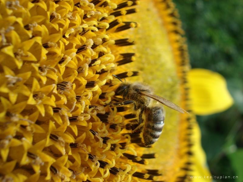 采蜜的小蜜蜂图片